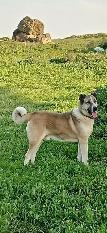 1 il, Erkek, Peyvəndli, Pulsuz çatdırılma