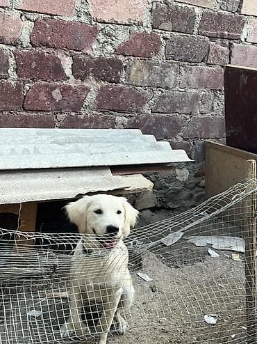 çin iti: Retriever, 6 ay, Dişi — 6