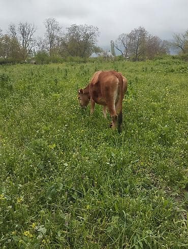 heyrati xoruz satilir: Satılır: Qaramal (2 baş) - 1 baş qırmızı rəngli inək – otlaqda — 2