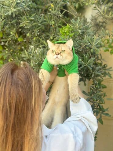 шотландская серебристая шиншилла купить: Золотая шиншилла, Самец, Для вязки, Самовывоз, Бесплатная доставка, Платная доставка — 3