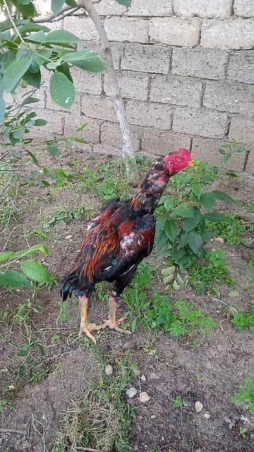heyrat: Xoruz döyüşdürülməyib.Əlavə sualı olan soruşa bilər — 2