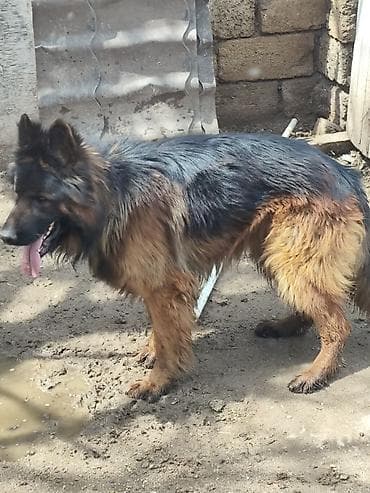 İtlər: Alman çoban iti, 1 il, Erkek, Sənədli, Ünvandan götürmə, Pulsuz çatdırılma, Ödənişli çatdırılma — 6