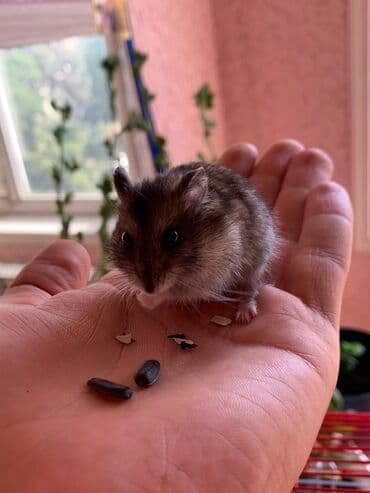 su donuzcuğu: Cırtdan hamster – Dwarf/Roborovski tipli Məhsul təsviri: - Kiçik — 4