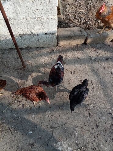 xarkov sortu toyuq: Toyuq, Yumurtalıq — 6