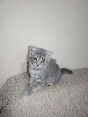 ucuz cuce: Tabbi, Yaxşı əllərə — 5