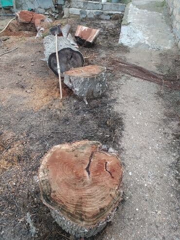дрова для камина: Odun satılır tut ağacı, doğranıb hazır kaminə odun sobasına. Quru və — 3