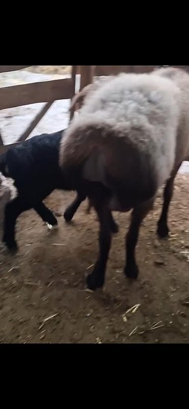 пудель в добрые руки: Məhsul: Qoyun sürüsü – ana qoyunlar və quzular Təsvir: - Yerli — 7