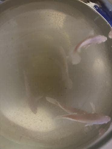 neon balığı: Betta white platinium dumbo balıqları 🐟 Sağlam və aktiv Betta — 4