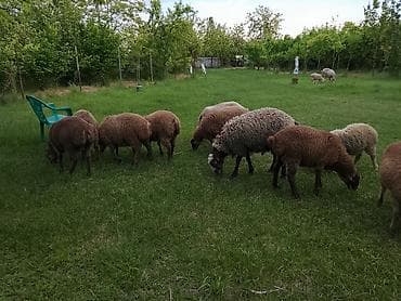 qoyun paltari: - Növ: yerli qarışıq cinslər (qonur, tünd qonur və ağ rənglər). - — 5