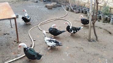 İtlər: Salam alekum ordekler satilir dişiler 15 m boyuk erkek 35 balaca erkek — 2