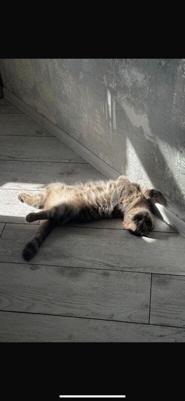 pişik tualet: Şotland yastı qulaq, Dişi — 1