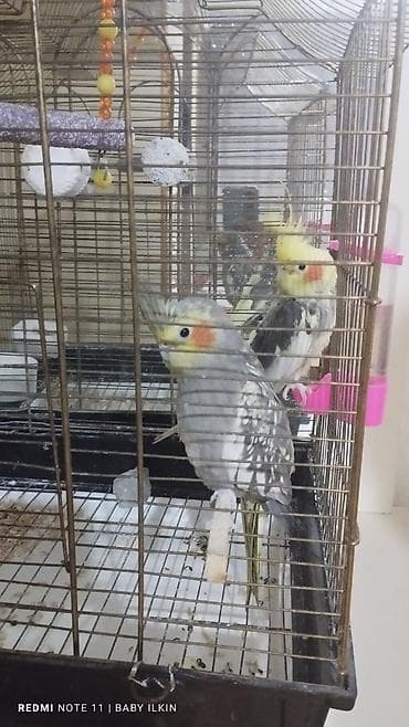 Попугаи: Korella satilir qefesle birlikde 1 diwi 1 erkekdi aktiv quwlardi diwi — 3