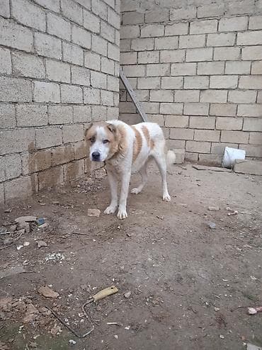 heyvan bazari itlerin satisi: Qurdbasar — 7