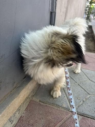 itle: Pekines — 4