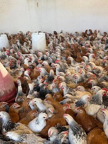 Satış: əti-yumurta yönümlü kənd toyuqları (qarışıq rənglər: ağ-qara — 6