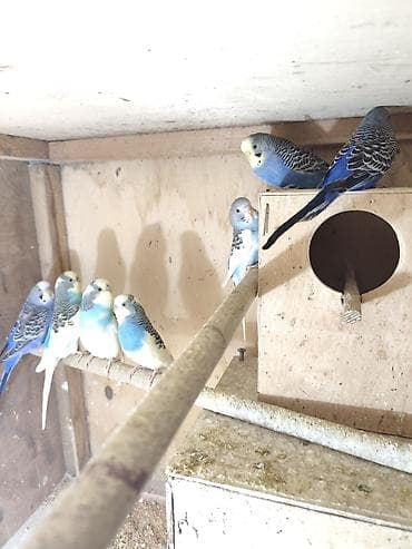 Salam. Ümumi 6 ədəd 7-8aylıq sağlam aktiv quşlardır. Ünvan Kürdəxanı