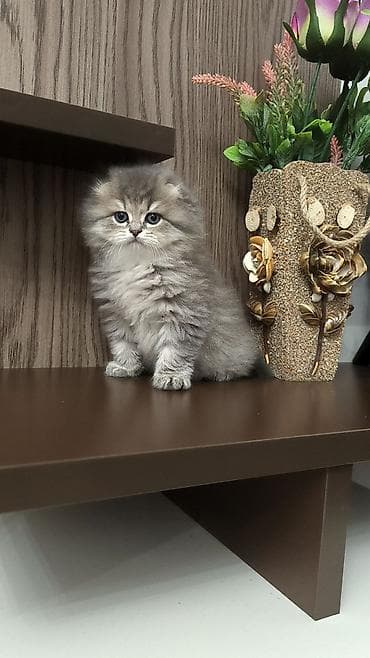 qartal sekli: Tam sağlam və toppuş bala . Dişidir. qum tərbiyəsi var. Ana və ata — 6