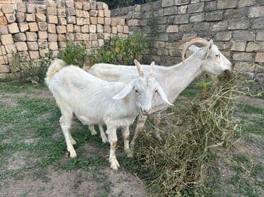 электрическая машинка для стрижки овец: Ağ rəngli 2 baş keçi dəsti - Növ: yerli süd/ət istiqamətli keçilər - — 2