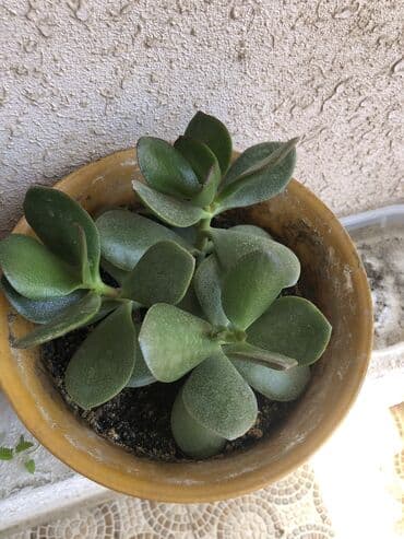 ağacların dərmanlanması: Pul ağacı — 4