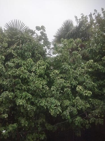 ağaç satış: Satılır: dekorativ palma ağacı (Trachycarpus tipli) Xüsusiyyətlər: - — 2