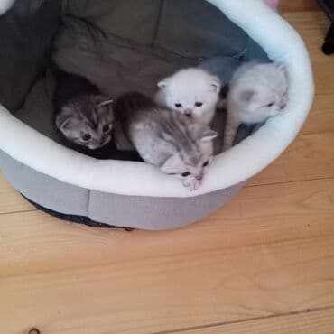 pişik üçün yuva: Şotland yastı qulaq — 1