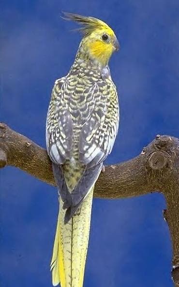 hamster satış: ✨ Çil-çil sarı-qara hazır elquşları satışda! 🐦✨ Unikal qarışıq rəngli — 4