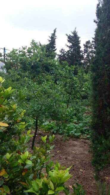 heyet evi mastaga: Bilgəh qəs., 200 kv. m, 4 otaqlı — 16