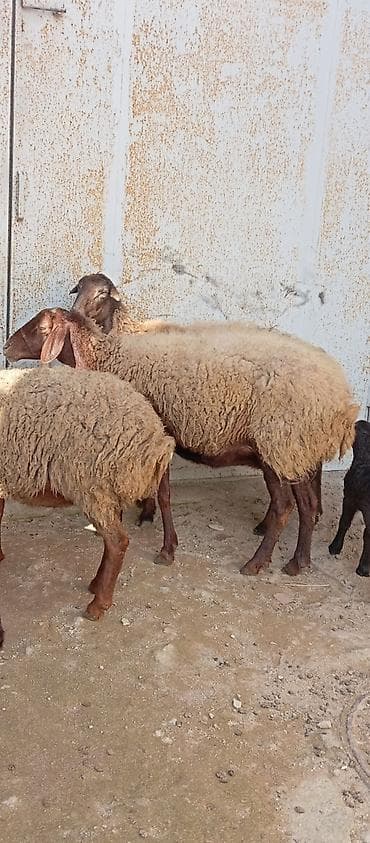 Heyvanlar üçün mallar: Salam ünvan Bakıin maştağa kendi obşi 5 baş heyvanlar 2 baş ana-bala 1 — 5