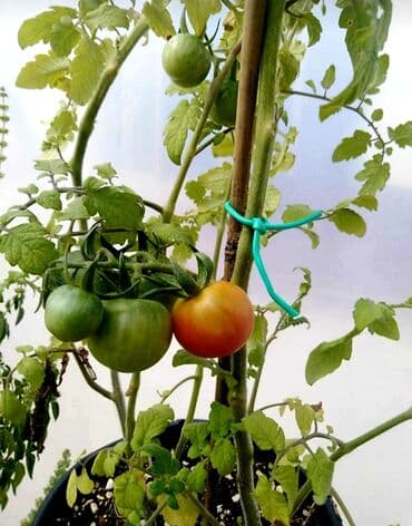 bıçaq şəkilləri: Yeni Bağ qayçısı, Rayonlara çatdırılma, Ödənişli çatdırılma, Ünvandan götürmə — 8