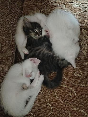 pişik balalari: Türk anqora, Pulsuz çatdırılma — 5