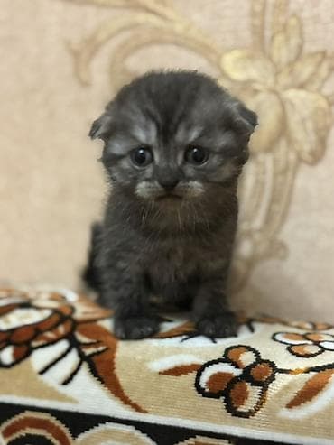 bala pişiylər: Şotland — 1