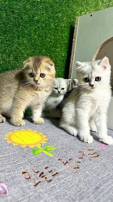 pişik pers: Британская — 4