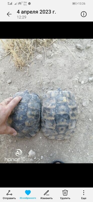 bugdanin qiymeti: Salam aleykum tısbağalar eldedir sağlamdır hər ölçüdə var qiymət və — 3