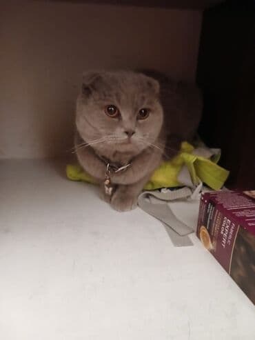 Pişiklər: Şotland yastı qulaq, Erkək, Yaxşı əllərə — 6