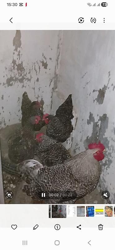 sort toyuqlar: Toyuq, Damazlıq — 3