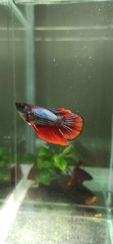 bala kirpi: Betta (Petuşok balığı), Yırtıcı — 6