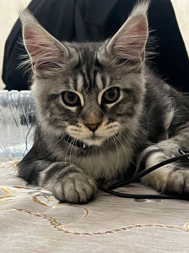 Meyn-kun, Erkək, Yaxşı əllərə, Pulsuz çatdırılma