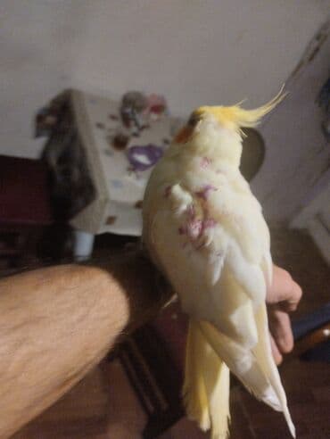 cuce qefes: Nişanlı nimfa tutuquşuları (Cockatiel) – 2 ədəd - Rənglər: krem/sarı — 2