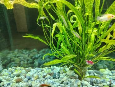 аквариумные рыбы купить: Salam. Mirni baliqlar satiram (mecnos, neon, radastamus, susə baliq — 4