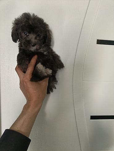 heyvan meymun: Miniatür it balası – qara rəngli, sinə və üz nahiyəsində açıq-boz — 4