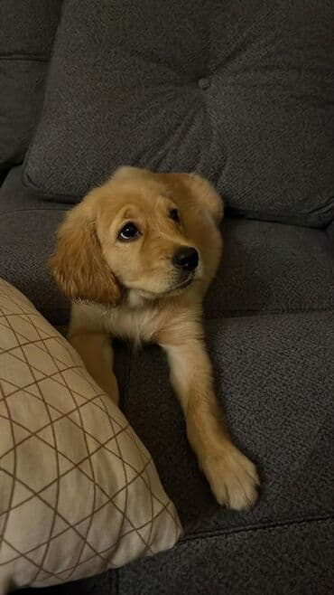 labrador retriever: Retriever, Dişi — 2