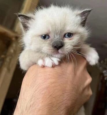 pişik üçün daraq: Ragdoll tipli balaca pişiklər - Rəng: açıq krem/bej bədən, qulaqlar — 3