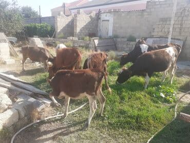 Qazlar: Cins danalar 900 den 1200 e geder Ot yem yiyen danalardi — 2