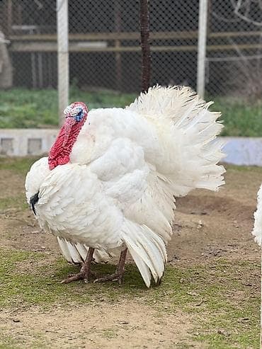 Erkək, Damazlıq, Ödənişli çatdırılma