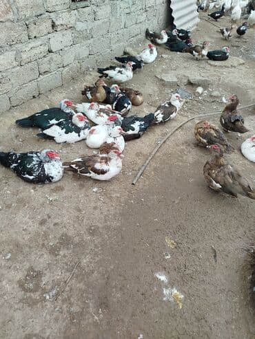 ruan ördək: Lal ördeklər. Erkəylər 30 AZN. Fərələr 15 AZN — 1