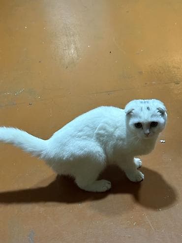 it yemekleri: Şotland — 3