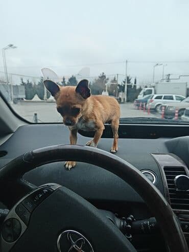 сколько стоит собака чихуахуа: Çixuahua — 1