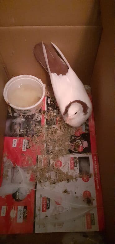 Gəmiricilər: Qirmizi boynu güllü deste qirmizi quyruq qus satiram kesik qanatda — 2