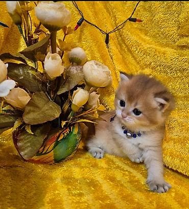 ucuz heyvanlar: Qızıl şinşilla, Erkək, Dişi — 2