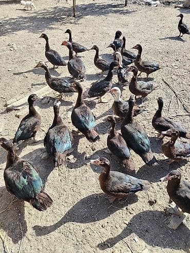Muscovy (hinduşka) ördəkləri – iri ətlik istiqamət - Rəng: əsasən tünd